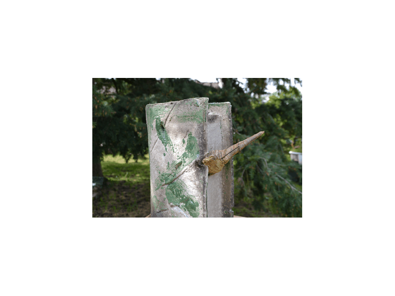 clef verte 7